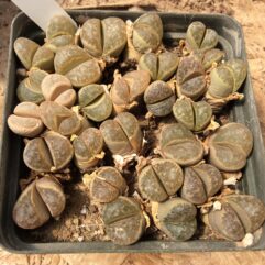 Lithops HELMUTII ALBIFLORA - Литопс Гельмута Альбифлора, 3 семени