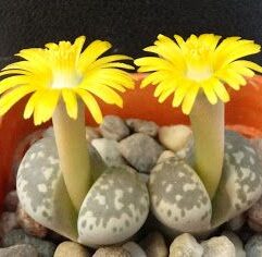 Lithops HERMETICA - Литопс Херметика, 3 семени