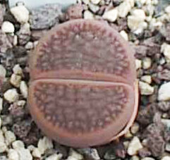 Lithops HOOKERI - Литопс Хукера, 3 семени