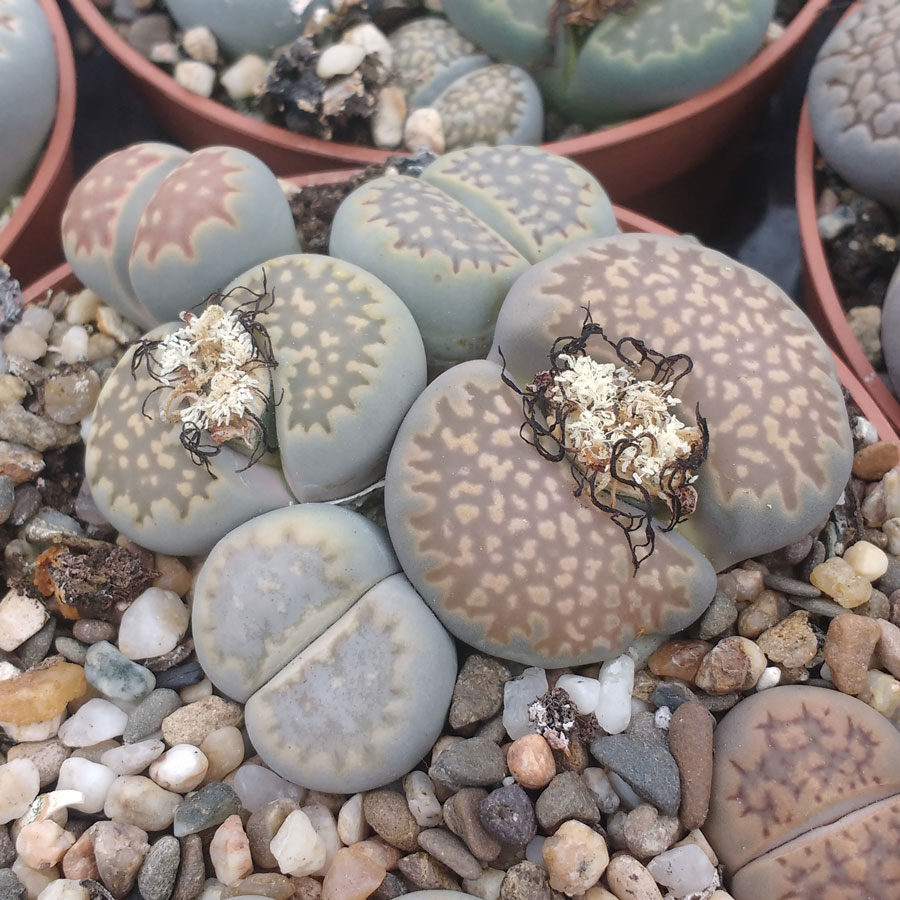 Lithops JULII - Литопс Юлии, 3 семени