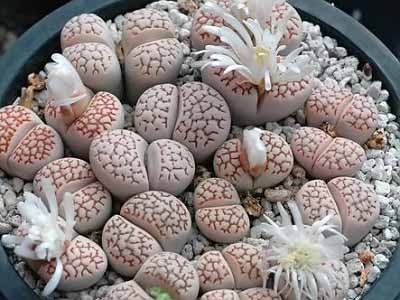 Lithops JULII - Литопс Юлии, 3 семени — изображение 2