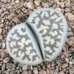 Lithops KARASMONTANA BELLA C108 - Литопс Карасмонтана Белла C108, 3 семени