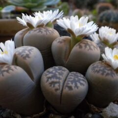 Lithops KARASMONTANA BELLA C285 - Литопс Карасмонтана Белла C285, 3 семени