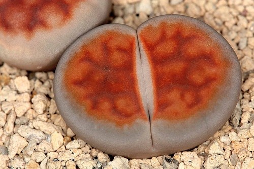 Lithops KARASMONTANA LATERITIA - Литопс Карасмонтана Латерита, 3 семени