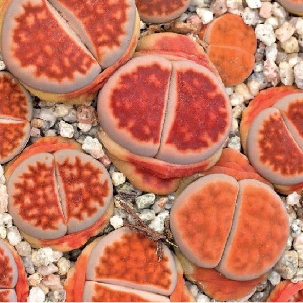 Lithops KARASMONTANA LATERITIA - Литопс Карасмонтана Латерита, 3 семени — изображение 3