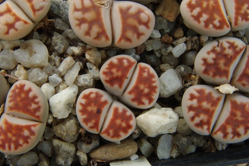 Lithops KARASMONTANA LATERITIA - Литопс Карасмонтана Латерита, 3 семени — изображение 2