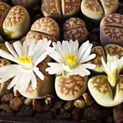 Lithops KARASMONTANA SIGNALSBERG - Литопс Карасмонтана Сигналсберг, 3 семени