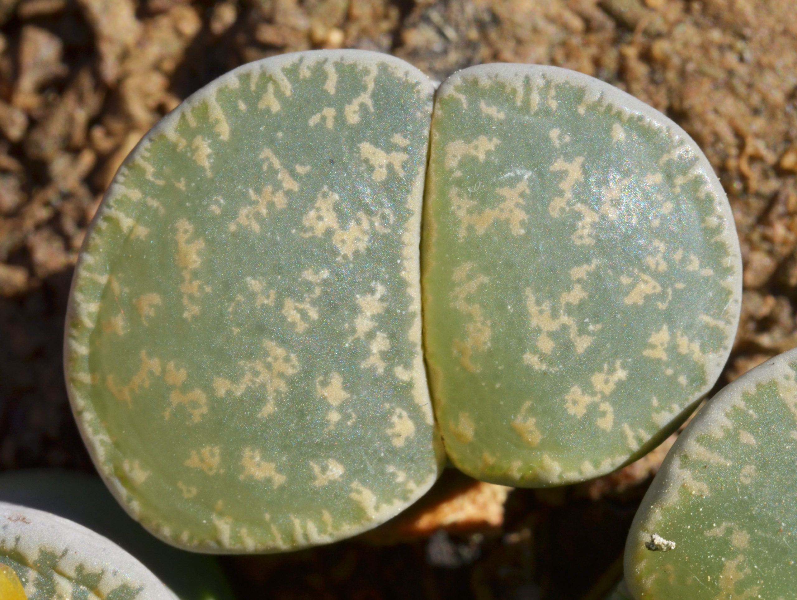 Lithops LESLIEI - Литопс Лесли, 3 семени