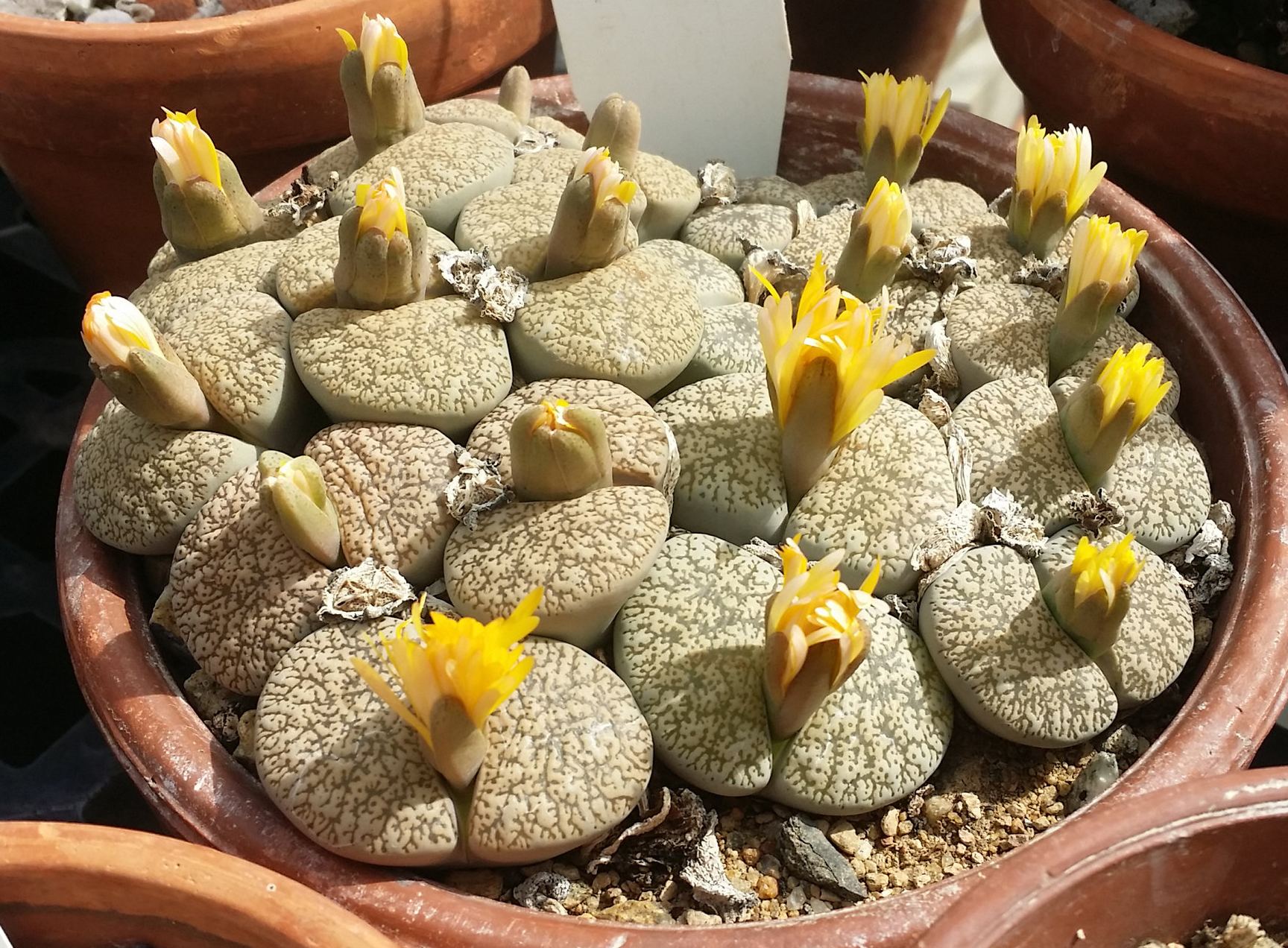 Lithops LESLIEI - Литопс Лесли, 3 семени — изображение 2