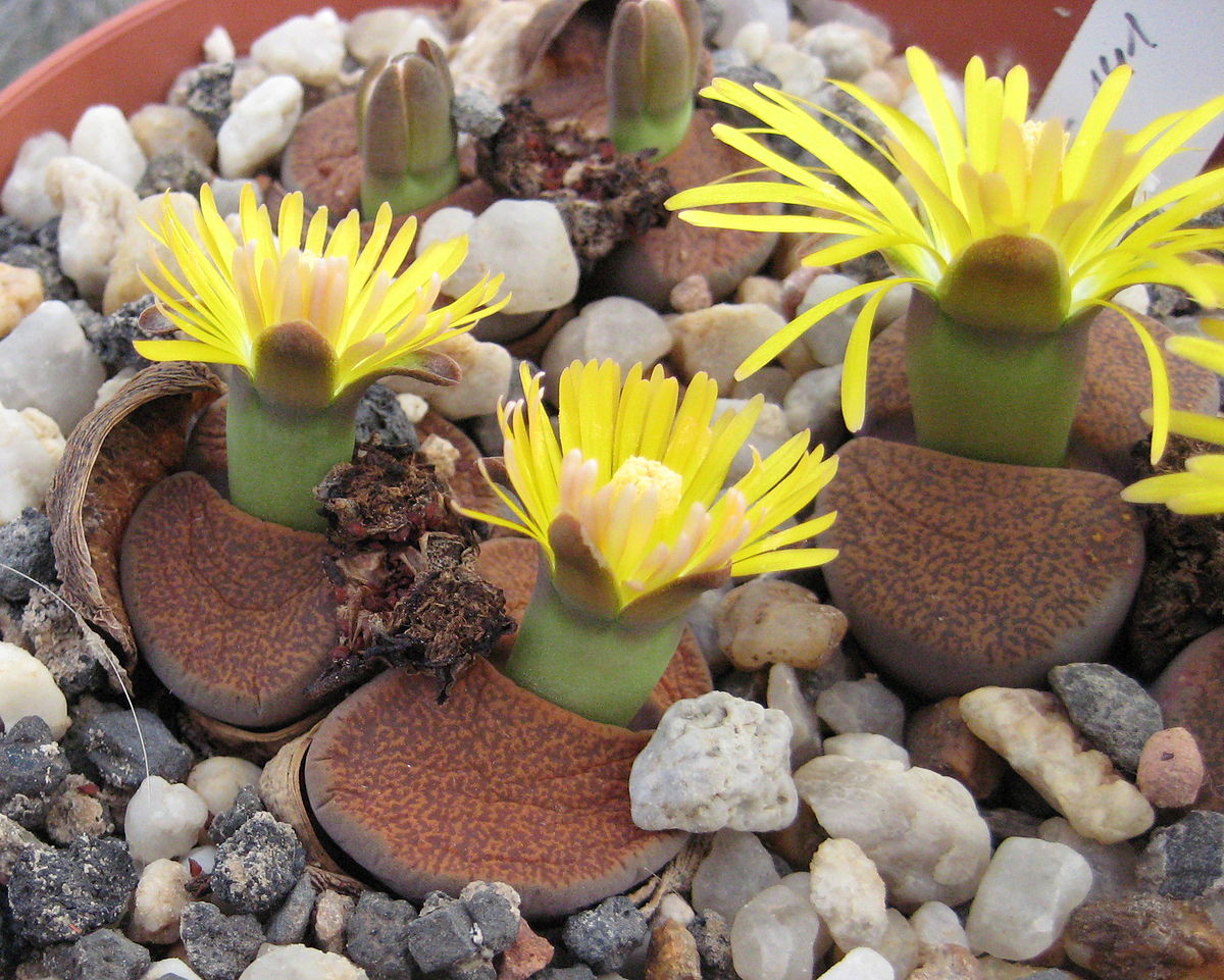 Lithops LESLIEI - Литопс Лесли, 3 семени — изображение 3