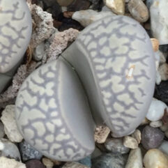 Lithops MARMORATA ELISAE - Литопс Мармората Элиса, 3 семени