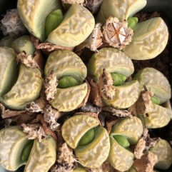 Lithops MARMORATA POLEPSKY SMARAGD - Литопс Мармората Полекский Смарагд, 3 семени