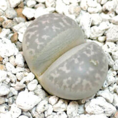 Lithops MARMORATA UMDAUS - Литопс Мармората Умдаус, 3 семени