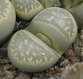 Lithops MARMORATA UMDAUSENSIS - Литопс Мармората Умдаусенсис, 3 семени