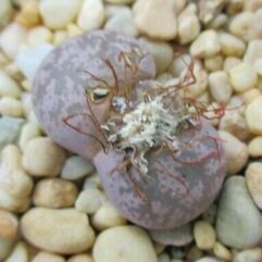 Lithops MARMORATA 30Km Vioolsdrift - Литопс Мраморный Виолсдрифт, 3 семени