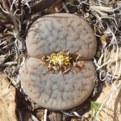 Lithops PSEUDOTRUNCATELLA ARCHERAE - Литопс Псевдотрубчатый Арчери, 3 семени
