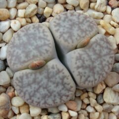 Lithops PSEUDOTRUNCATELLA MUNDTII - Литопс Псевдотрубчатый Мундти, 3 семени