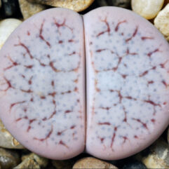 Lithops PSEUDOTRUNCATELLA RIEMERAE C097 - Литопс Псевдотрубчатый Римера, 3 семени