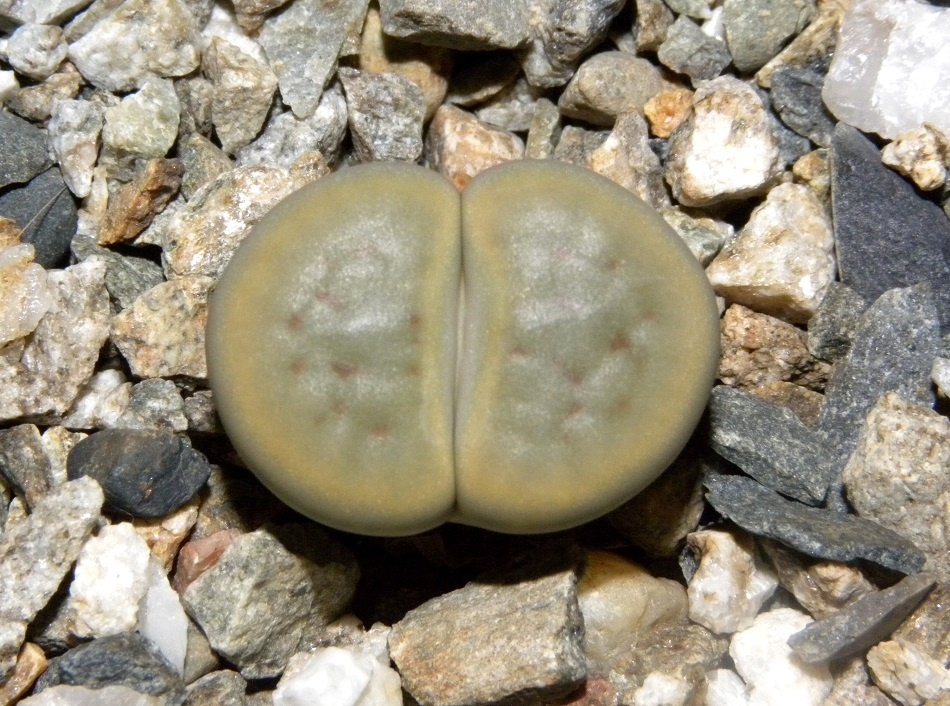 Lithops SCHWANTESII v MARTHAE C299 - Литопс Швантеса вар. Марфа, 3 семени