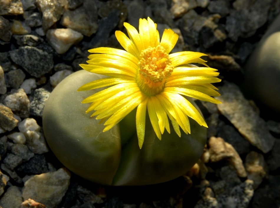 Lithops SCHWANTESII v MARTHAE C299 - Литопс Швантеса вар. Марфа, 3 семени — изображение 2