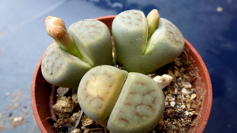Lithops SCHWANTESII v MARTHAE C299 - Литопс Швантеса вар. Марфа, 3 семени — изображение 3