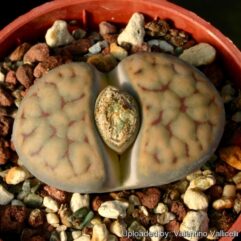 Lithops SCHWANTESII TREBNERI - Литопс Швантеса Трибнери, 3 семени