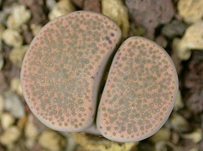 Lithops TERRICOLOR C254 - Литопс Терриколор C254, 3 семени