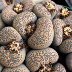 Lithops TERRICOLOR PEERSII C339 - Литопс Терриколор Перси C339, 3 семени