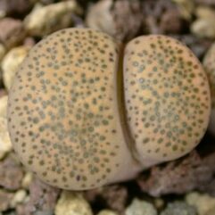 Lithops TERRICOLOR SPRINGBOKVAKA - Литопс Терриколор ВесеннеБоквака, 3 семени