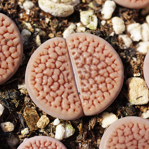 Lithops TURBINIFORMIS - Литопс Кеглевидный, 3 семени