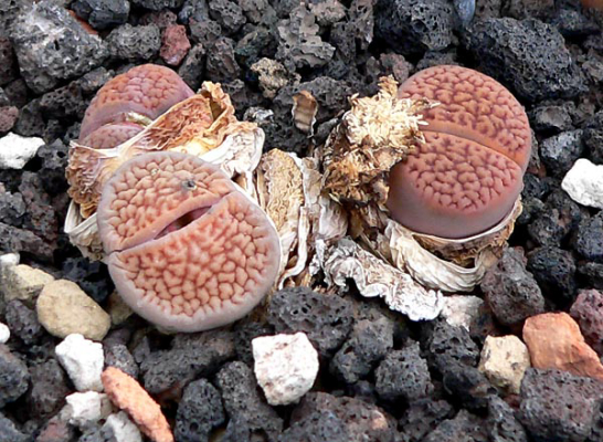Lithops TURBINIFORMIS - Литопс Кеглевидный, 3 семени — изображение 2