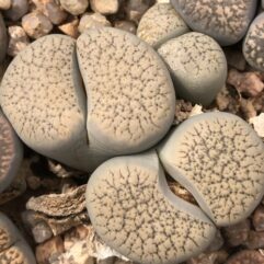 Lithops VERRUCULOSA - Литопс Бородавчатый, 3 семени
