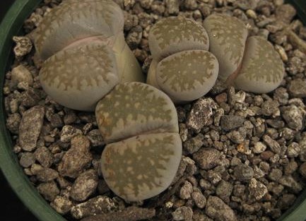 Lithops VILLETII DEBOERI - Литопс Виллети-Дебери, 3 семени