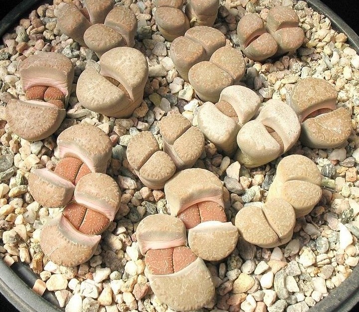 Lithops VILLETII DEBOERI - Литопс Виллети-Дебери, 3 семени — изображение 2