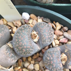 Lithops VILLETII DEBOERI C230A - Литопс Виллети Дебери C230A, 3 семени