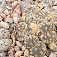 Lithops WERNERI C188 - Литопс Вернери C188, 3 семени