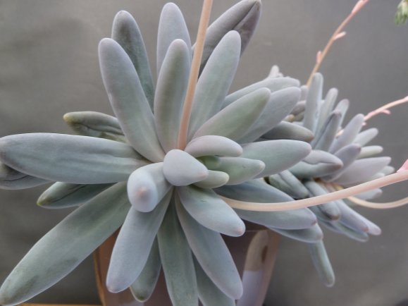 Pachyphytum MACHUCAE - Пахифитум Детский Палец, 5 семян