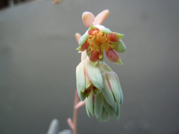 Pachyphytum MACHUCAE - Пахифитум Детский Палец, 5 семян — изображение 2