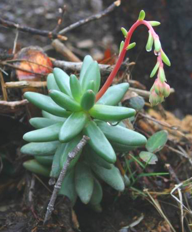 Pachyphytum VISCIDUM - Пахифитум Вязкий, 5 семян
