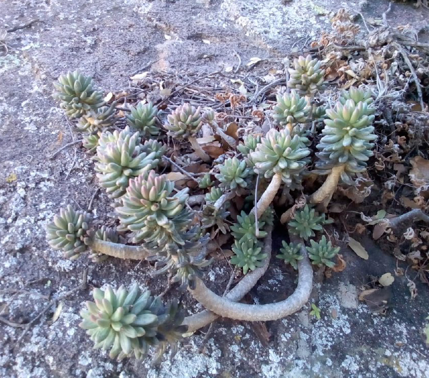 Pachyphytum VISCIDUM - Пахифитум Вязкий, 5 семян — изображение 2