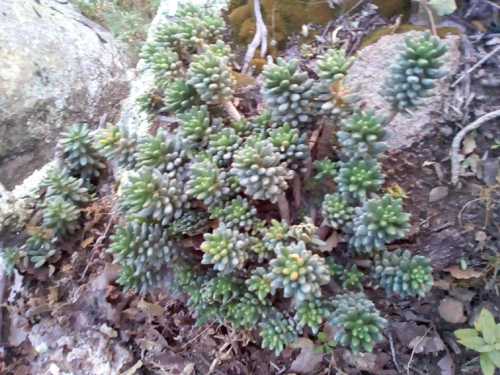 Pachyphytum VISCIDUM - Пахифитум Вязкий, 5 семян — изображение 3