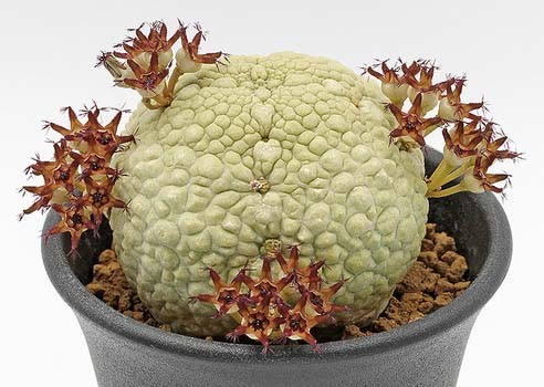 Pseudolithos MIGIURTINUS - Псевдолитос Мигуиртинус, семена