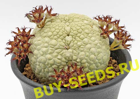 Pseudolithos MIGIURTINUS - Псевдолитос Мигуиртинус, семена — изображение 3
