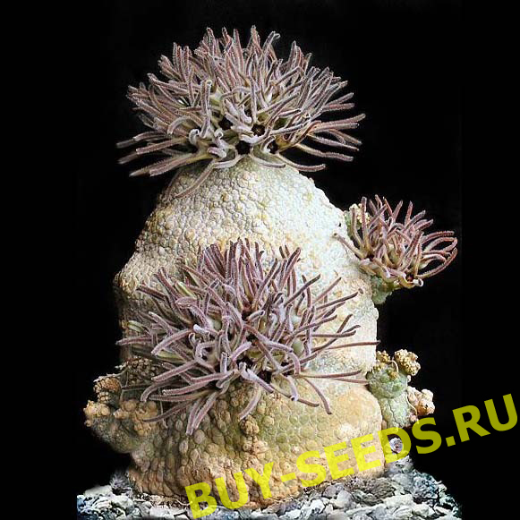 Pseudolithos MIGIURTINUS - Псевдолитос Мигуиртинус, семена — изображение 2