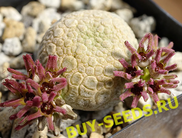 Pseudolithos MIGIURTINUS - Псевдолитос Мигуиртинус, семена — изображение 4