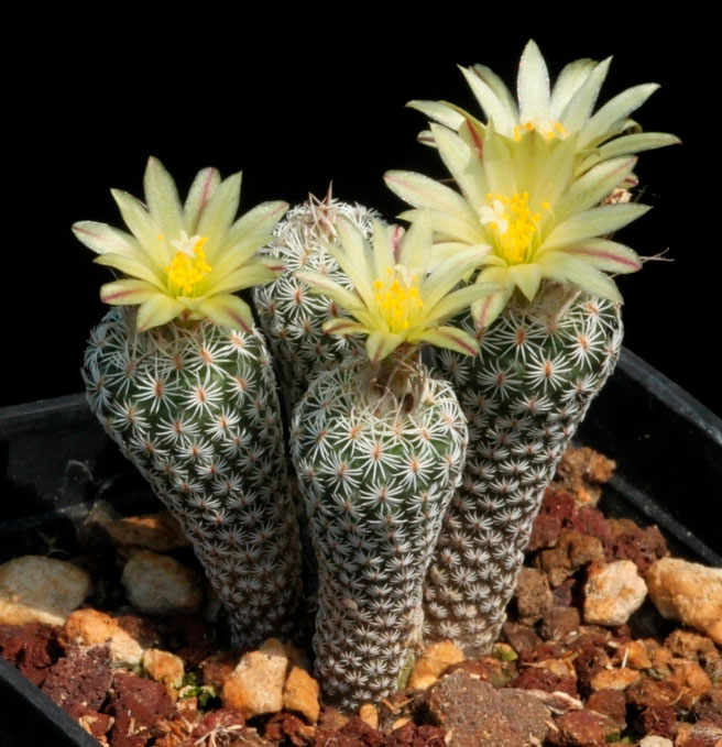 Turbinicarpus KRAINZIANUS v MINIMUS - Турбиникарпус Крайнца вар. Маленький, семена