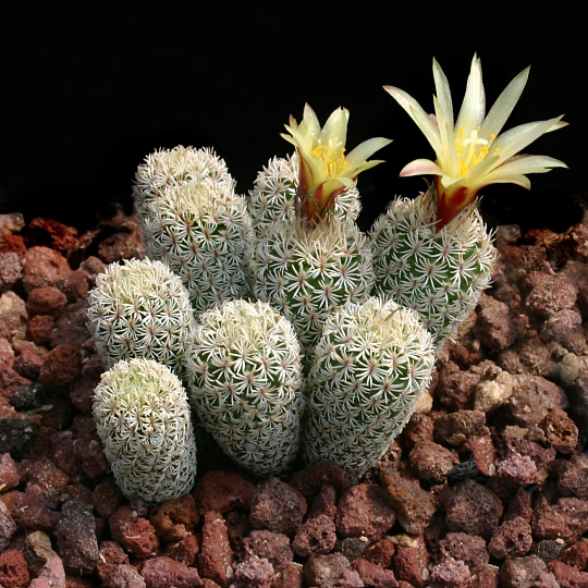 Turbinicarpus KRAINZIANUS v MINIMUS - Турбиникарпус Крайнца вар. Маленький, семена — изображение 3