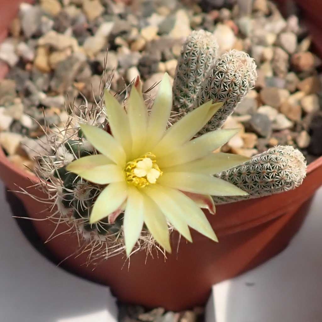 Turbinicarpus KRAINZIANUS v MINIMUS - Турбиникарпус Крайнца вар. Маленький, семена — изображение 2