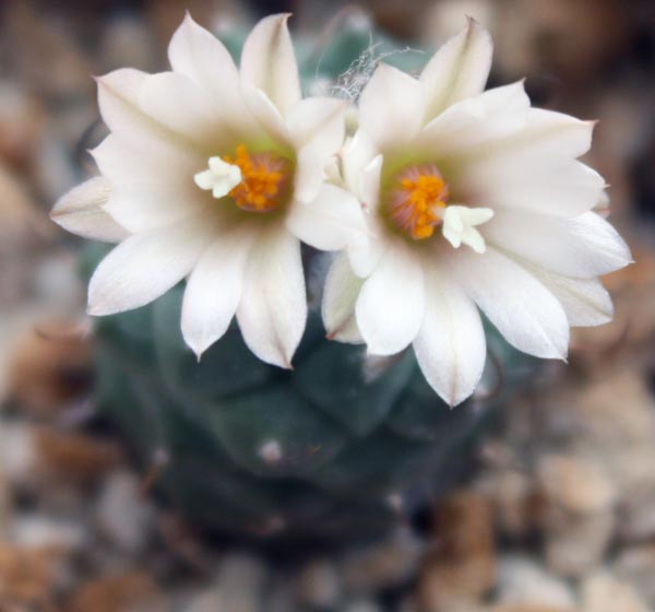 Turbinicarpus NEGRITA - Турбиникарпус Негрита, семена
