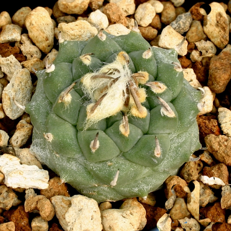 Turbinicarpus NEGRITA - Турбиникарпус Негрита, семена — изображение 2